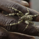 Image for article titled Rodents of Unusual Size Found in Volcanic Lost World